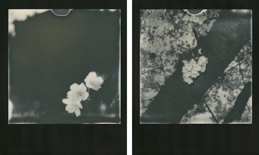 Nobuyoshi Araki cherry