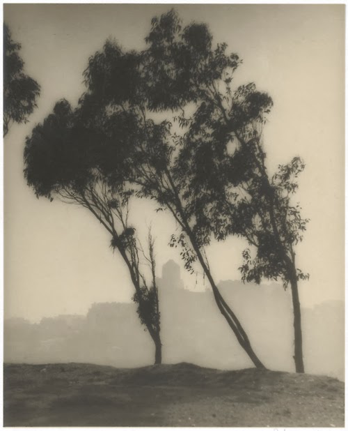 William E. Dassonville, Eucalyptus Trees and San Francisco Skyline, 1920s