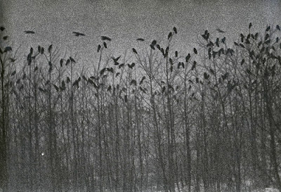 MasahisaFukase1