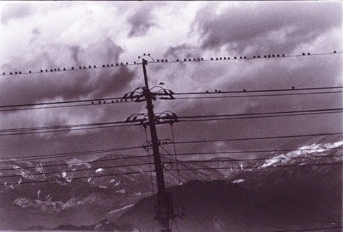 SolitudeofRavens
