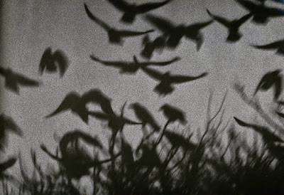 TheSolitudeofRavensbyMasahisaFukase3