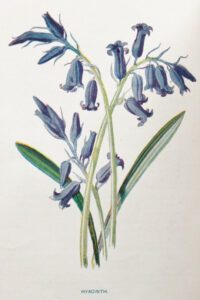 Hyacinths.jpg