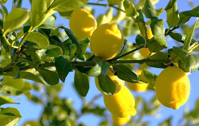 Lemon Trees2B252822529