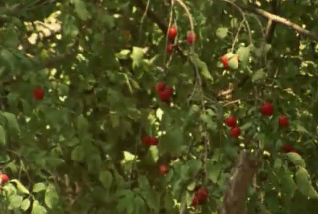 Flick Review < The Tree We Hurt | Dimos Avdeliodis (1986) / Το Δέντρο που Πληγώναμε | Δήμος Αβδελιώδης 17 Flick Review < The Tree We Hurt | Dimos Avdeliodis (1986) / Το Δέντρο που Πληγώναμε | Δήμος Αβδελιώδης 25CE259425CE25AE25CE25BC25CE25BF25CF25822B25CE259125CE25B225CE25B425CE25B525CE25BB25CE25B925CF258E25CE25B425CE25B725CF25822B2528282529