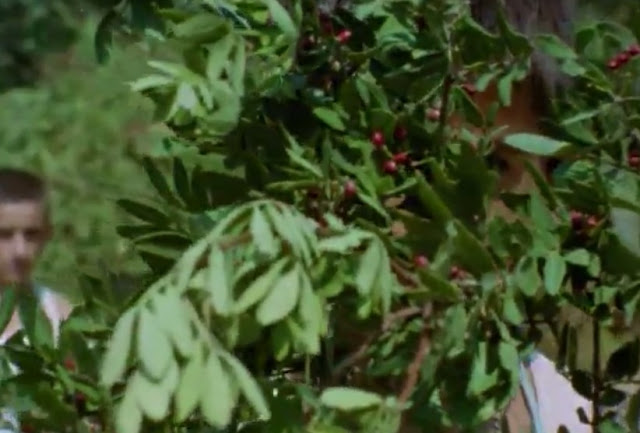 Flick Review < The Tree We Hurt | Dimos Avdeliodis (1986) / Το Δέντρο που Πληγώναμε | Δήμος Αβδελιώδης 51 Flick Review < The Tree We Hurt | Dimos Avdeliodis (1986) / Το Δέντρο που Πληγώναμε | Δήμος Αβδελιώδης 25CE25B425CE25B525CE25BD25CF258425CF258125CE25BF2B25CE25B125CE25B225CE25B425CE25B525CE25BB25CE25BF25CF258925CF258425CE25B725CF25822B2528102529