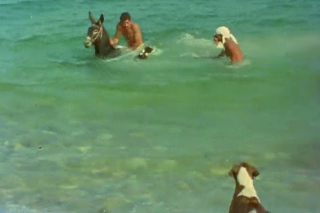 Flick Review < The Tree We Hurt | Dimos Avdeliodis (1986) / Το Δέντρο που Πληγώναμε | Δήμος Αβδελιώδης 22 Flick Review < The Tree We Hurt | Dimos Avdeliodis (1986) / Το Δέντρο που Πληγώναμε | Δήμος Αβδελιώδης 2BDimos2BAvdeliodis2B2528142529