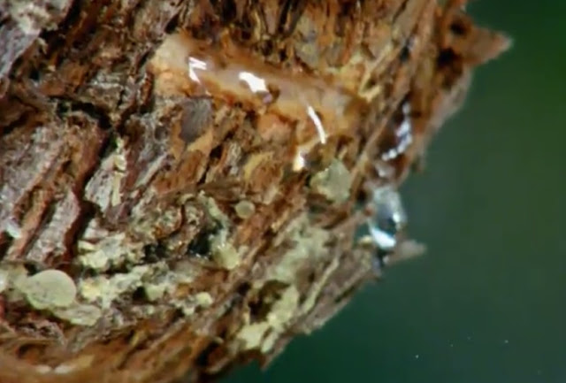 Flick Review < The Tree We Hurt | Dimos Avdeliodis (1986) / Το Δέντρο που Πληγώναμε | Δήμος Αβδελιώδης 14 Flick Review < The Tree We Hurt | Dimos Avdeliodis (1986) / Το Δέντρο που Πληγώναμε | Δήμος Αβδελιώδης 2BDimos2BAvdeliodis2B252842529