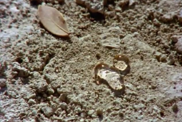 Flick Review < The Tree We Hurt | Dimos Avdeliodis (1986) / Το Δέντρο που Πληγώναμε | Δήμος Αβδελιώδης 15 Flick Review < The Tree We Hurt | Dimos Avdeliodis (1986) / Το Δέντρο που Πληγώναμε | Δήμος Αβδελιώδης 2BDimos2BAvdeliodis2B252852529