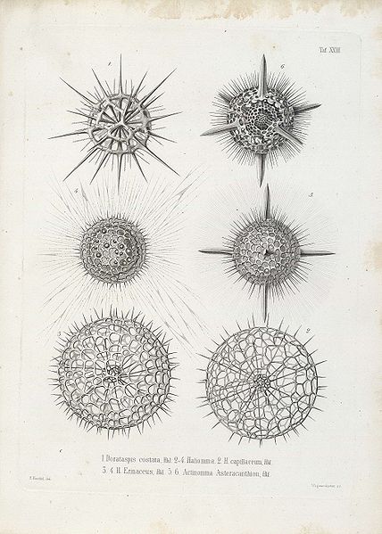 Die2BRadiolarien2B2528Rhizopoda2Bradiata25292B 2BErnst2BHaeckel