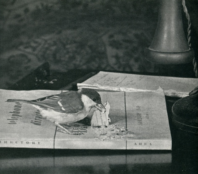 Instant Views [o.] Living with Birds & Birds as Individuals | Photos by Len Howard , 1950 -56
