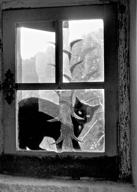 The Cat in the Window | Willy Ronis, Paris, 1948-59