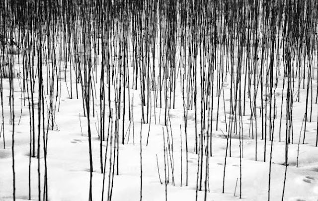 Snow White | Photos by Abbas Kiarostami (1978-2003) 6 Snow White | Photos by Abbas Kiarostami (1978-2003) Abbas Kiarostami 4