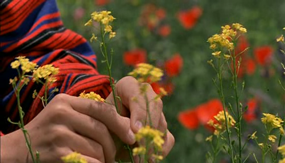 Flick Review < The Color of Paradise | Majid Majidi (1999) 6 Flick Review < The Color of Paradise | Majid Majidi (1999) The2BColor2Bof2BParadise1