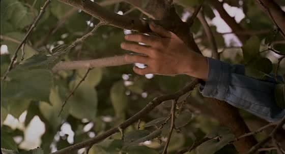 Flick Review < The Color of Paradise | Majid Majidi (1999) 10 Flick Review < The Color of Paradise | Majid Majidi (1999) The2BColor2Bof2BParadise2B3