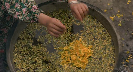 Flick Review < The Color of Paradise | Majid Majidi (1999) 9 Flick Review < The Color of Paradise | Majid Majidi (1999) The2BColor2Bof2BParadise5