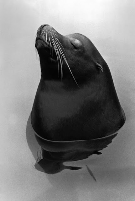 Hiroshi2BHamaya252C2BTokyo252C2B1959