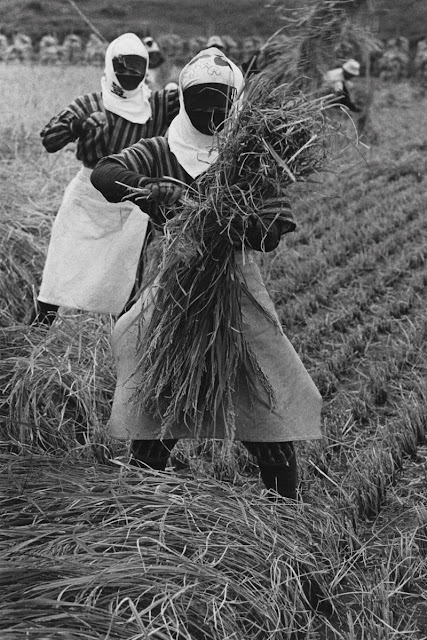 Hiroshi2BHamaya2B2528Japanese252C2B19152B25E2258025932B199925292BRice2BHarvesting252C2BYamagata2BPrefecture2B1955