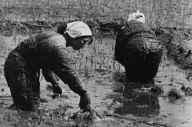 Hiroshi2BHamaya2B2BRice2BPlanting252C2BToyama2BPrefecture252C2B1955