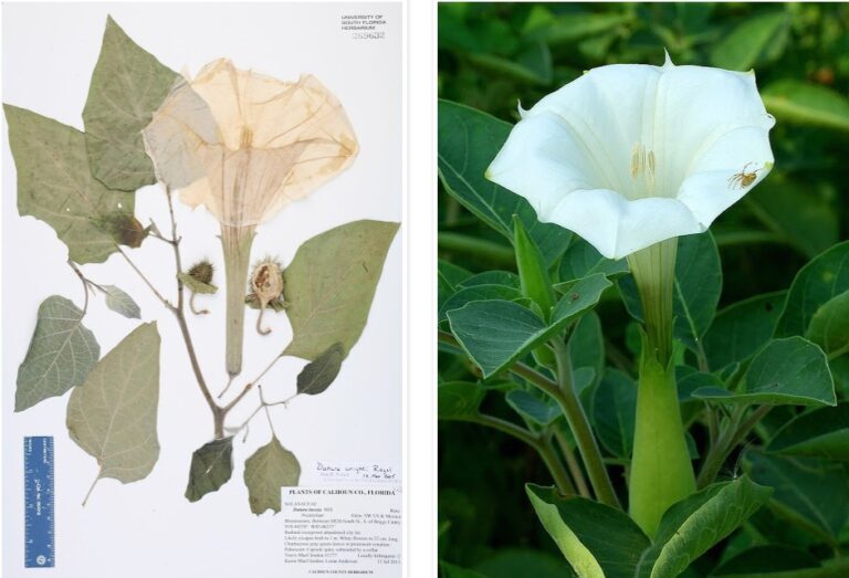 Datura.jpg