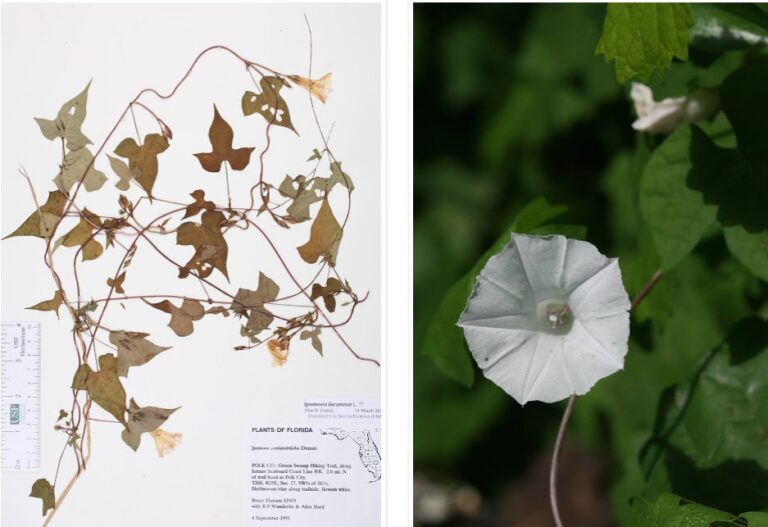 Ipomoea%2Blacunosa.jpg