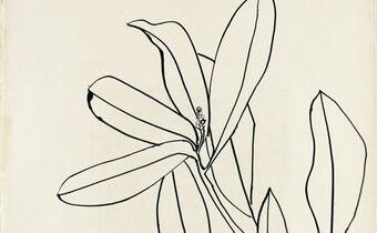 Leaves, Ile St. Louis1950 Ellsworth Kelly