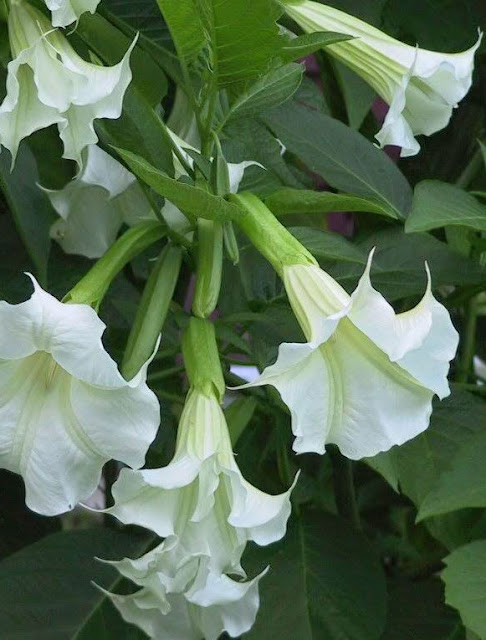 Brugmansia2Bsuaveolens62B252822529