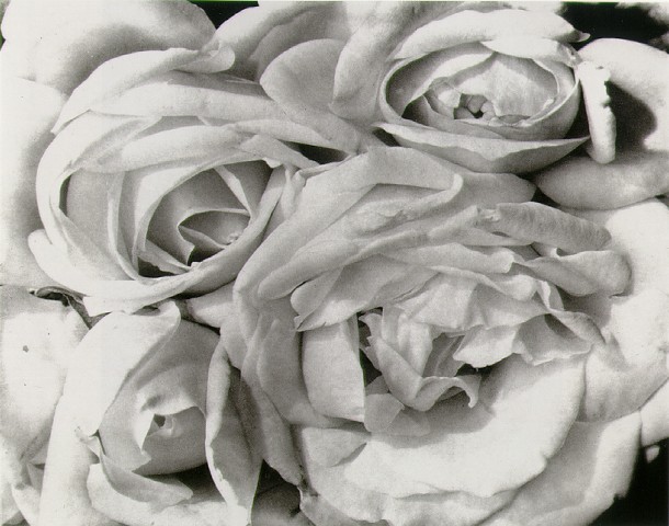 Tina Modotti, Roses, 1925