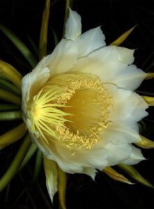 Hylocereus%2Bundatus-Night-blooming_cereus_paniniokapunahoa.jpg