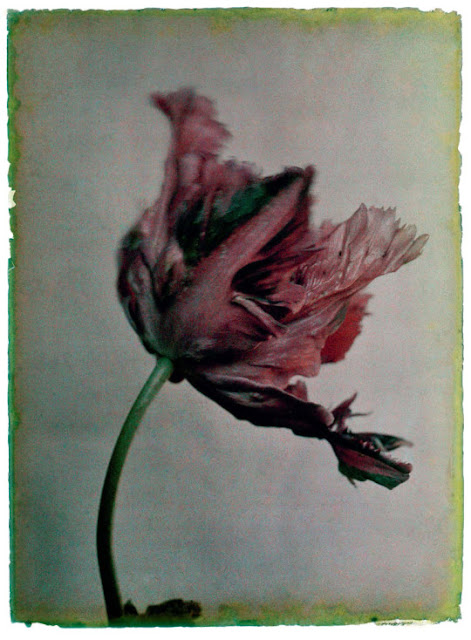 Silent Beauties | Botanical works / Photos by Leendert Blok, 1920s 2 Silent Beauties | Botanical works / Photos by Leendert Blok, 1920s Leendert2BBlok 1