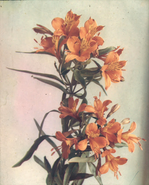Silent Beauties | Botanical works / Photos by Leendert Blok, 1920s 17 Silent Beauties | Botanical works / Photos by Leendert Blok, 1920s Leendert2BBlok2B3