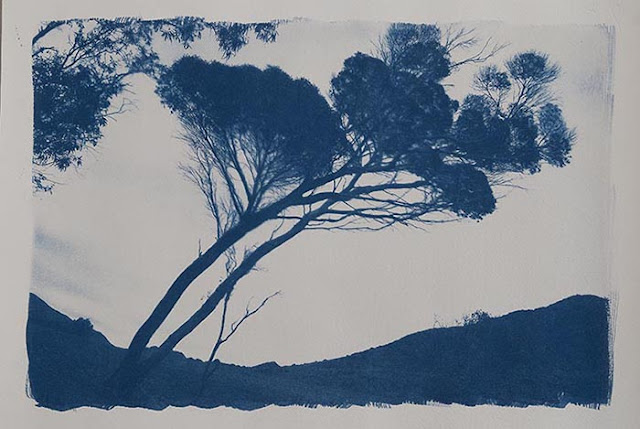 Cyanotype Cipreses2B2BCarmen2BAyala