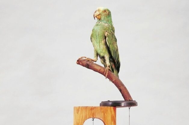 Joan Miró, Object, Barcelona, spring 1936