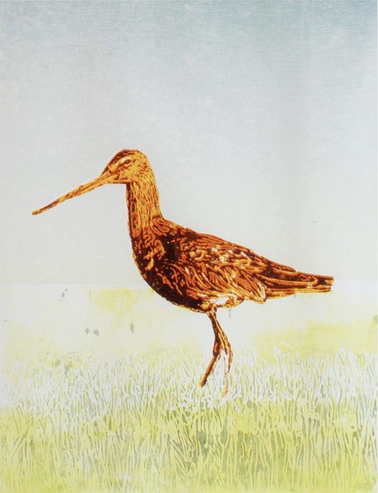 Dimitri-Feenstra-Godwit-2022