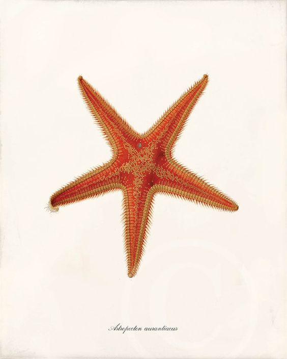 Jean Baptiste Lamarck Starfish 1782