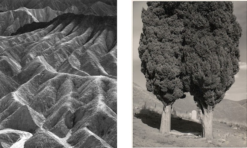 Ansel Adams Poplars California 1960