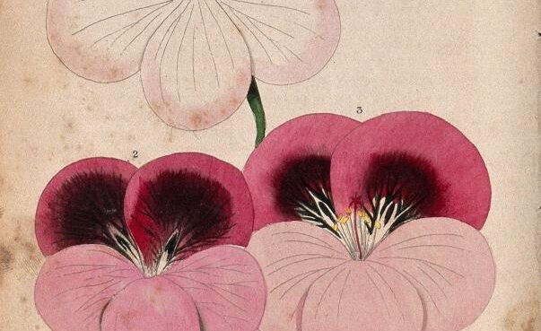 D.-Hayes-Three-flowers-from-different-varieties-of-pelargonium-species-1842