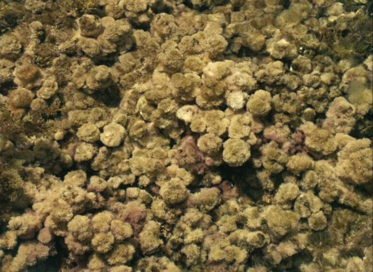 Film Stills |=| The sea | Eric Rohmer, 1967 - C o c o s s e