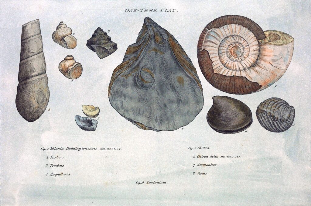 William Smith Historical plate showing fossils 1817