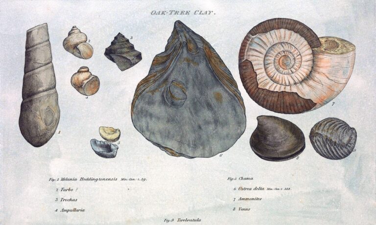 William Smith, Historical plate showing fossils, 1817