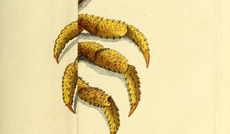 Attempt at a natural history of crabs and crayfish. Vol. 1. 1790
