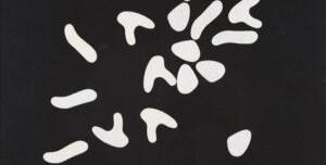 Jean Arp, Variables Bild , 1964