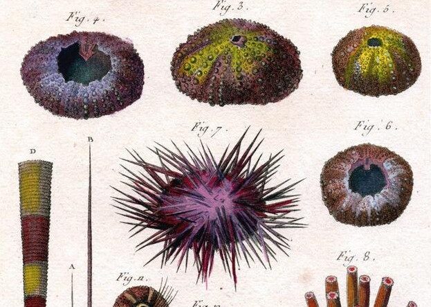 Jean Baptiste Lamarck ,  Sea Urchins,  1791
