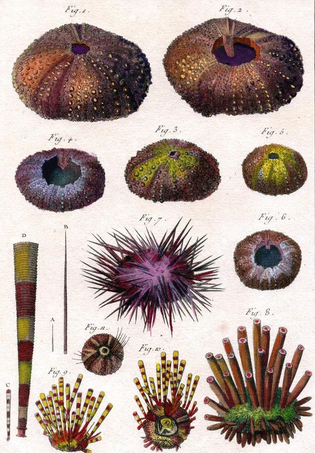 Jean Baptiste Lamarck Sea Urchins 1791
