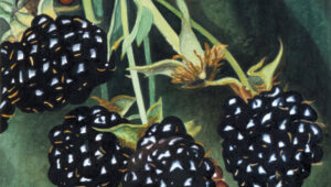 Karin Kneffel, Blackberries, 1994