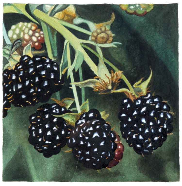 Karin Kneffel Blackberries 1994