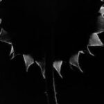 Paul Caponigro Back-lit sunflower, Connecticut, 1970