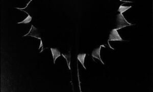 Paul Caponigro Back-lit sunflower, Connecticut, 1970