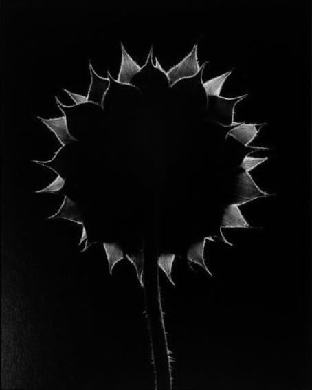 Ah! Sunflower | A poem by William Blake, 1794 + A song by The Fugs, 1965 1 Ah! Sunflower | A poem by William Blake, 1794 + A song by The Fugs, 1965 Paul Caponigro Back lit sunflower Connecticut 1970