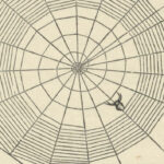 A Garden Spider's web. Princess & Fairy, or, The Wonders of Nature. 1899