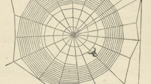 A Garden Spider's web. Princess & Fairy, or, The Wonders of Nature. 1899